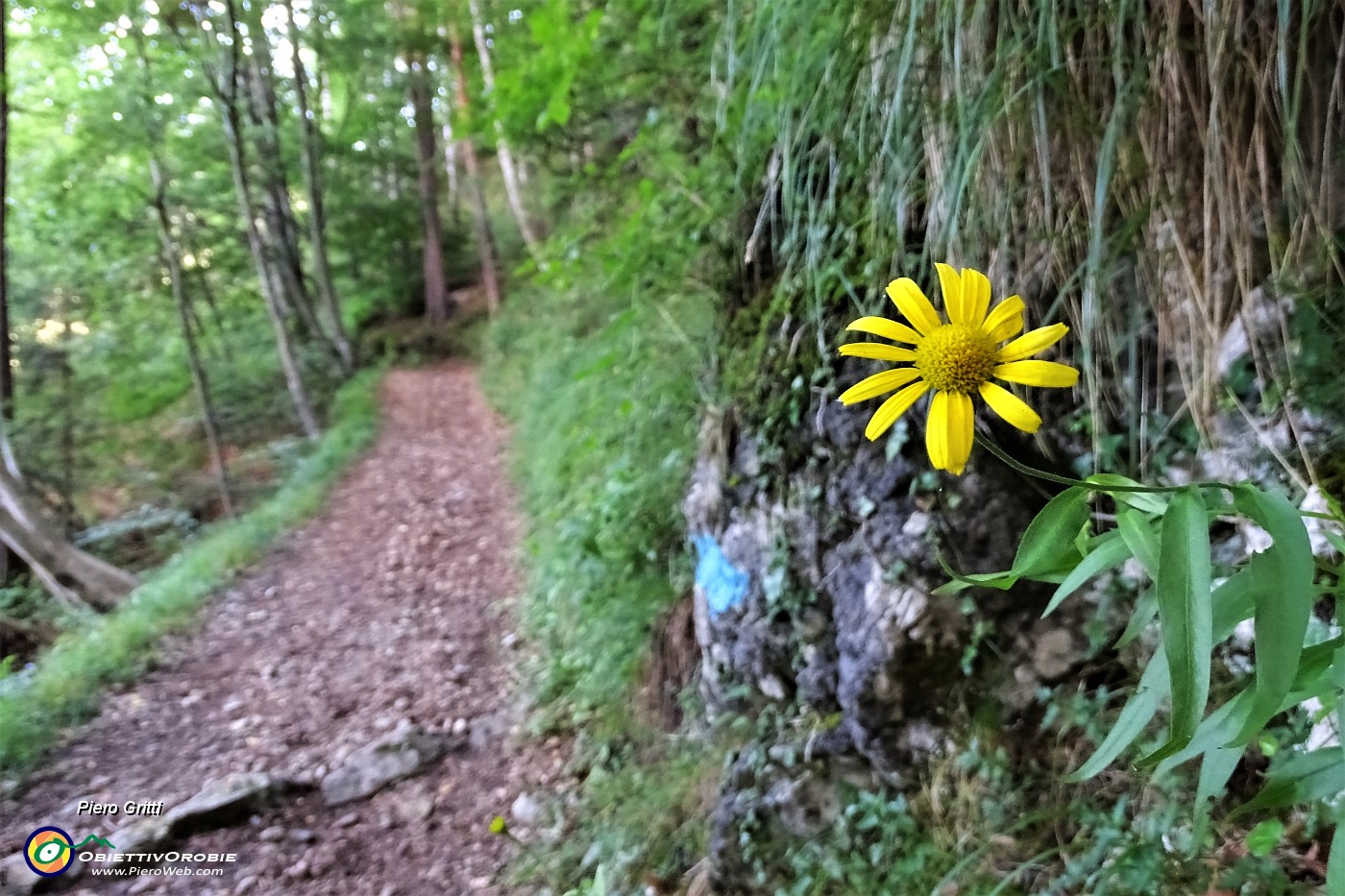 17 Bel sentiero nel bosco in lieve saliscendi, con fiori di stagione.JPG